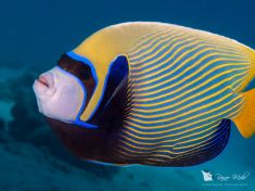 2118351