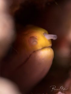 2180885