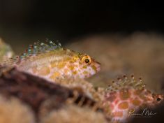 2599688