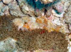 61176