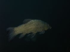 153294
